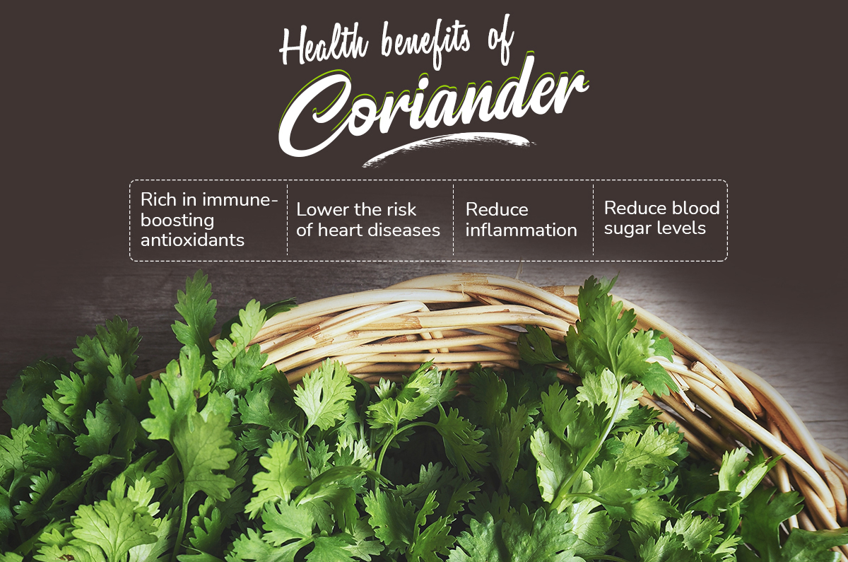 Coriander powder seeds health benefits leaves contents uses healthjade