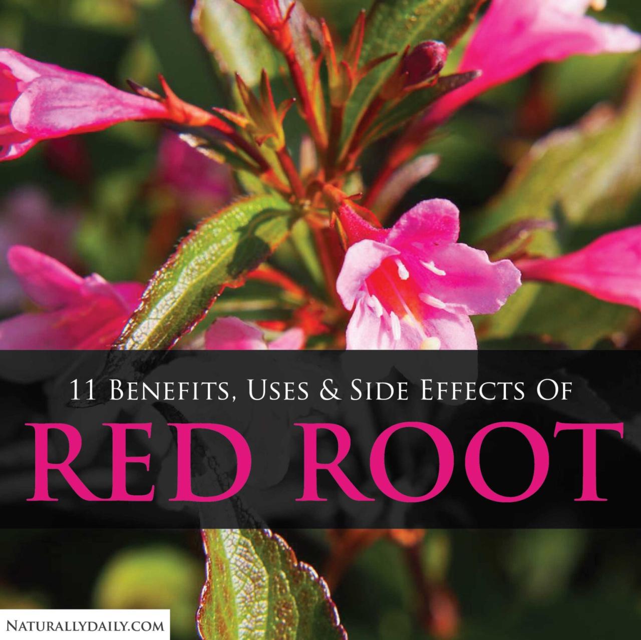 Manfaat tanaman pucuk merah
