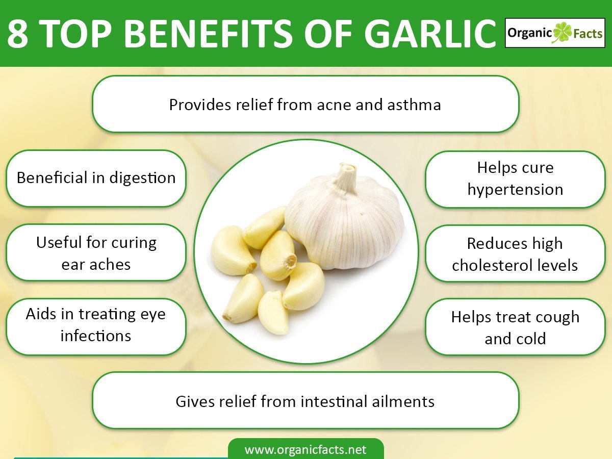 Garlic bawang organicfacts putih benifits sativum colon cancer
