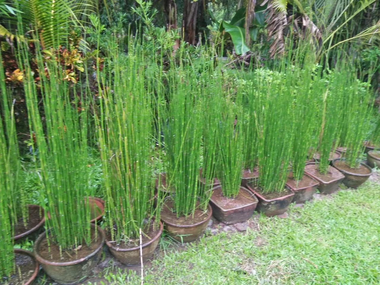 Horsetail plant equisetum bamboo segmented green rush plants stems scouring called dark also