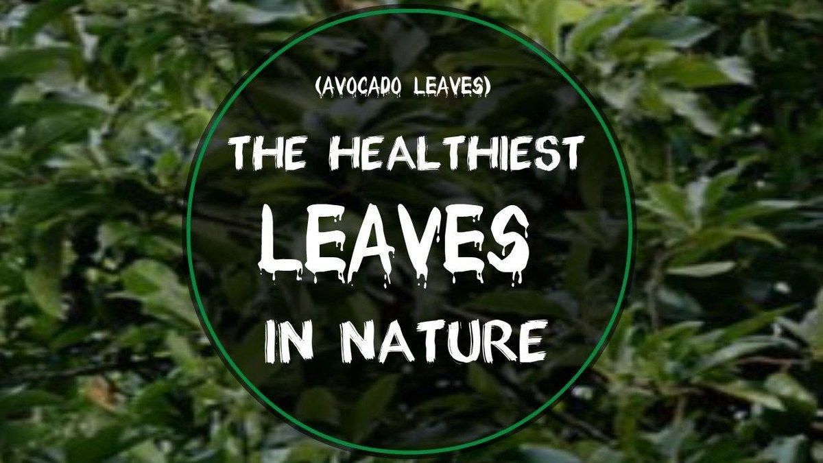 Avocado leaf benefits tea leaves health