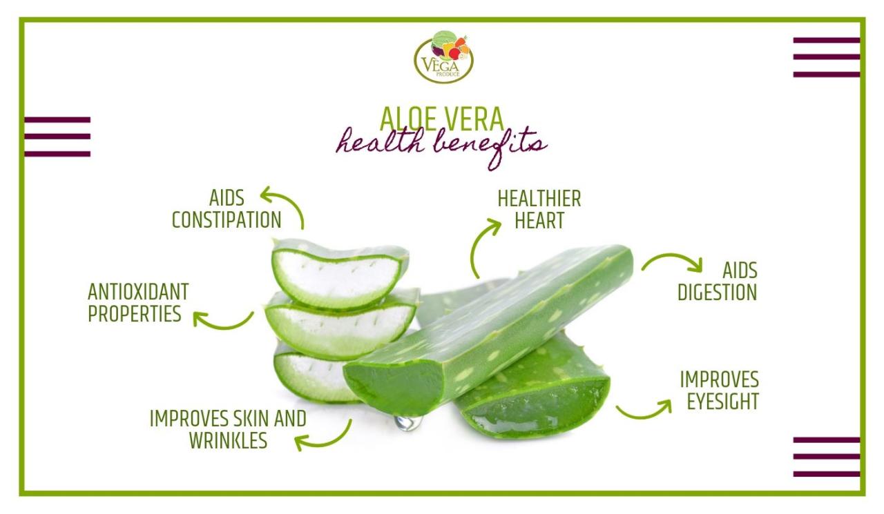 Aloe vera uses benefits health medicinal plant gel juice top skin remedies healing infographic facts benefit plants barbadensis system helps