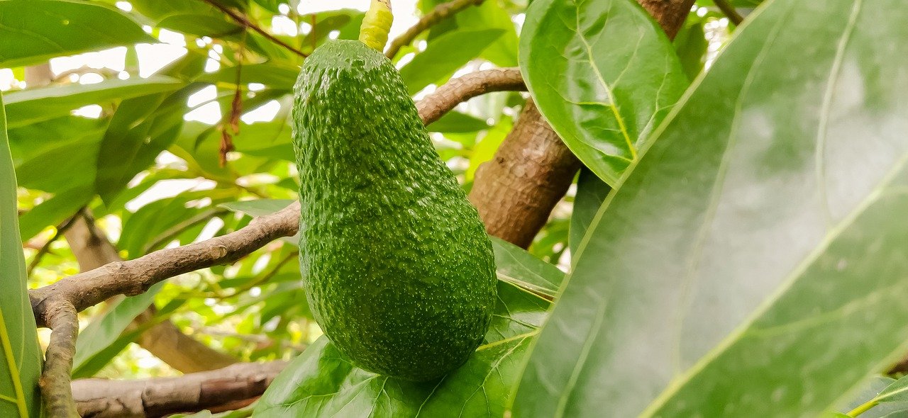 Avocado benefits leaves leaf tea health visit