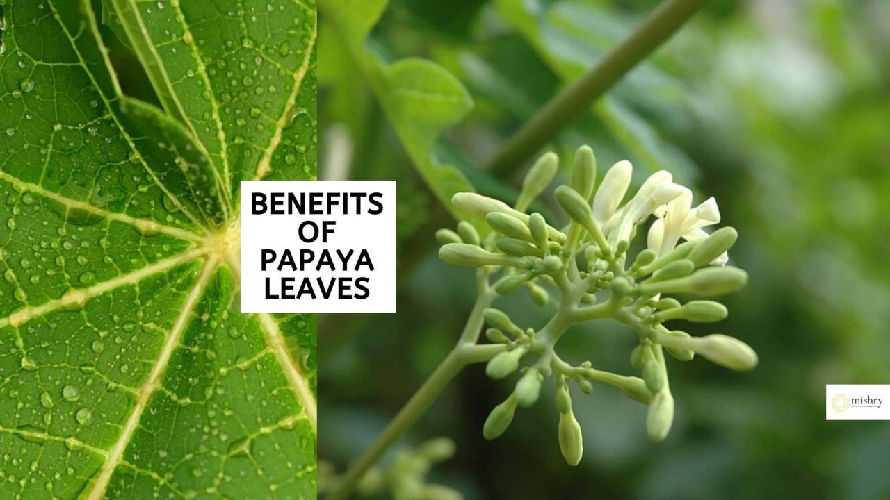 Daun pepaya betik papaya pakan ikan nila lele ketam papayer tanaman pohon feuilles jus manfaat denggi budidaya pokok organik dalam