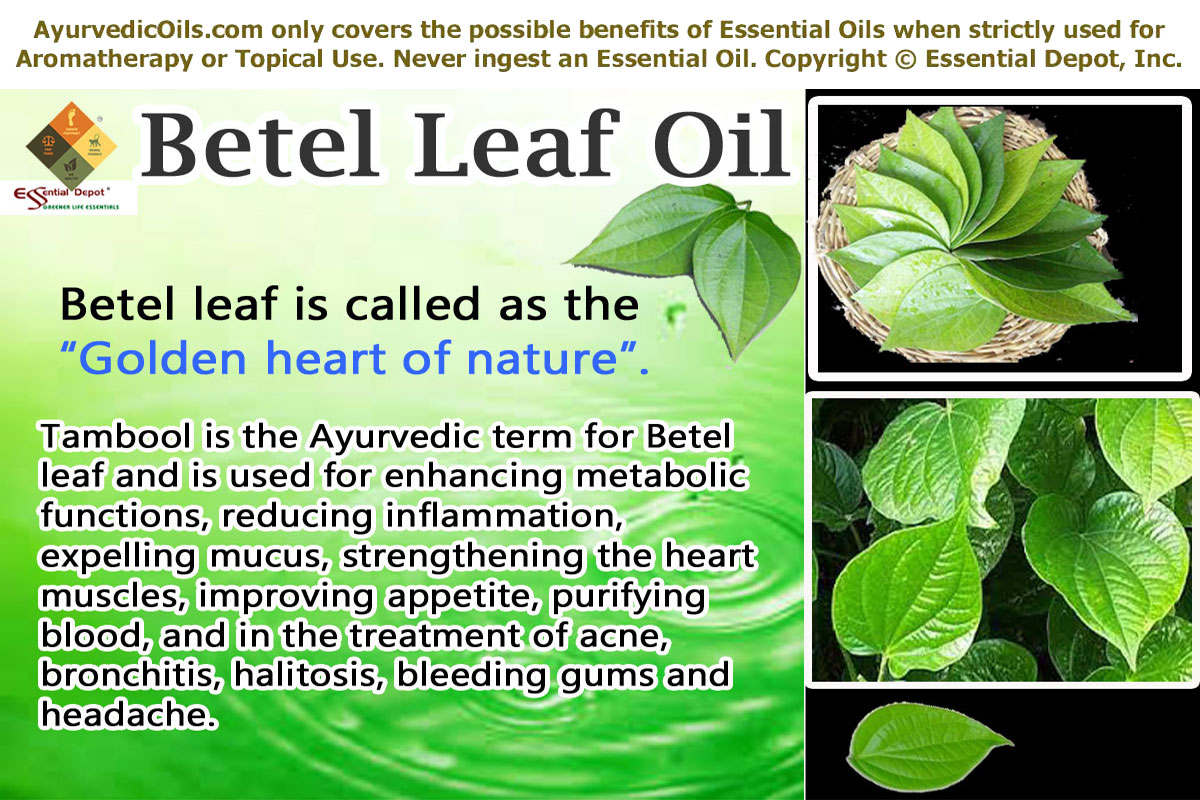 Betel leaves