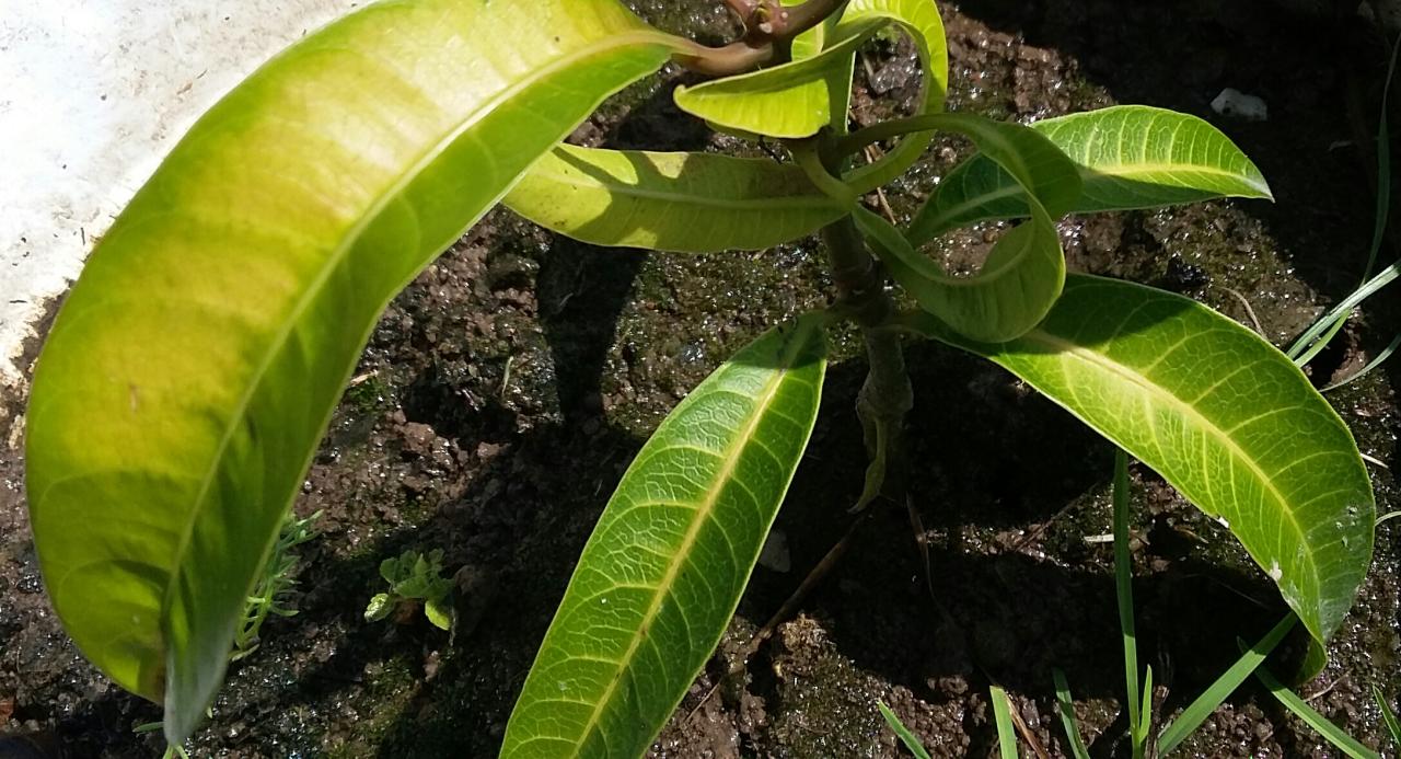 Mango young tree drying trunk plant