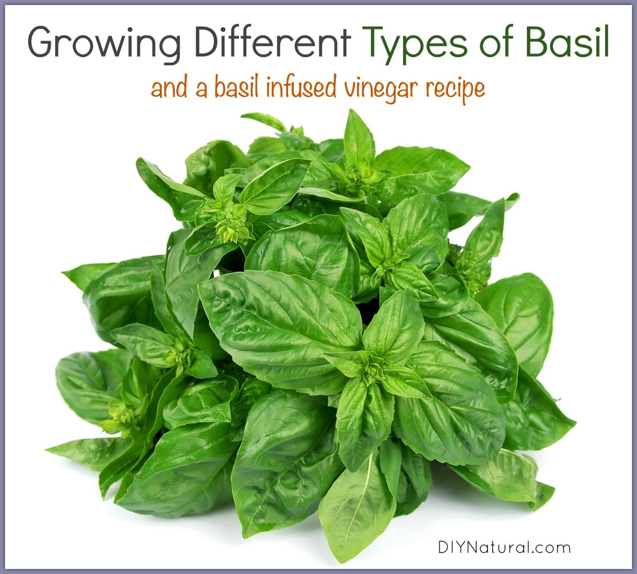 Basil benefits