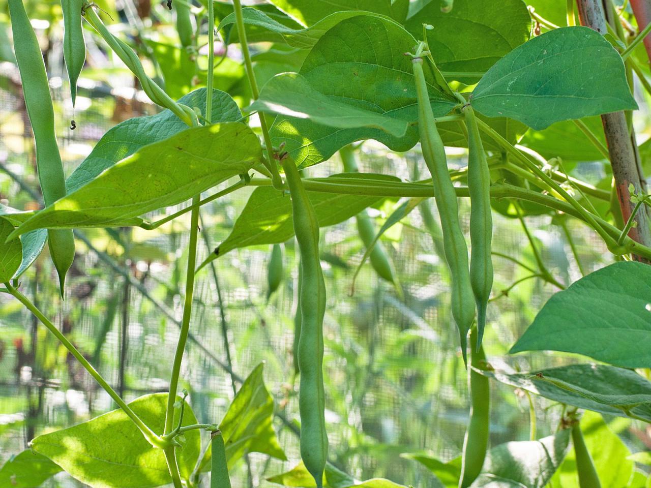 Plant bean green blooms