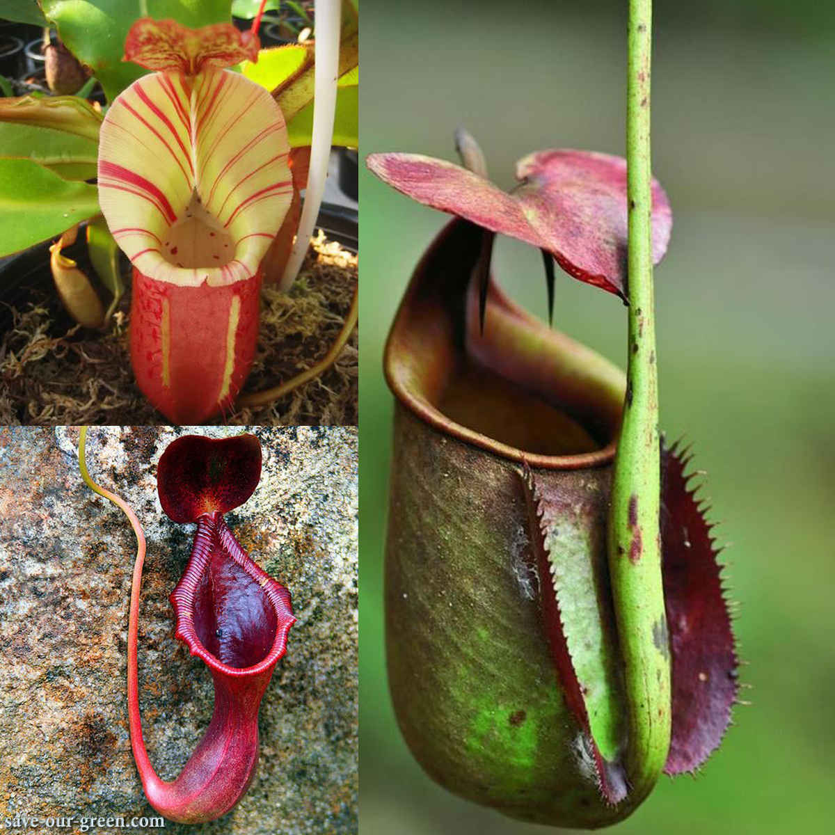 Insectivorous plant nepenthes