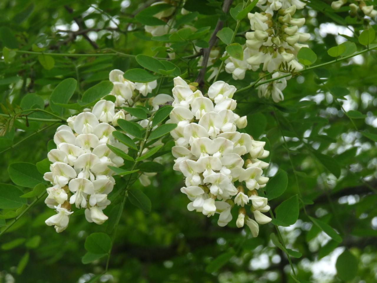Acacia false flowers farnham trail tree ii guide