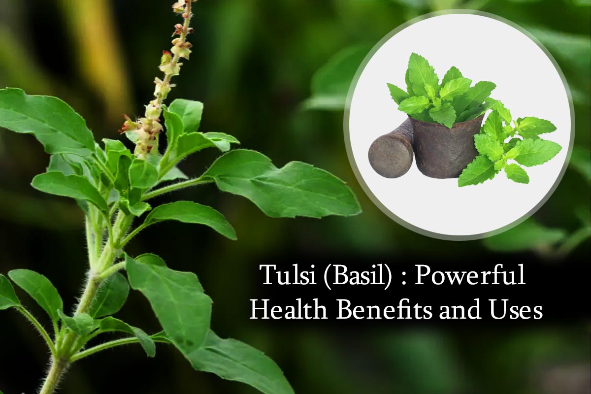 Basil holy tulsi benefits varieties health different types leaves plant plants herbs kinds ocimum basilicum garden wonders essential oil growing