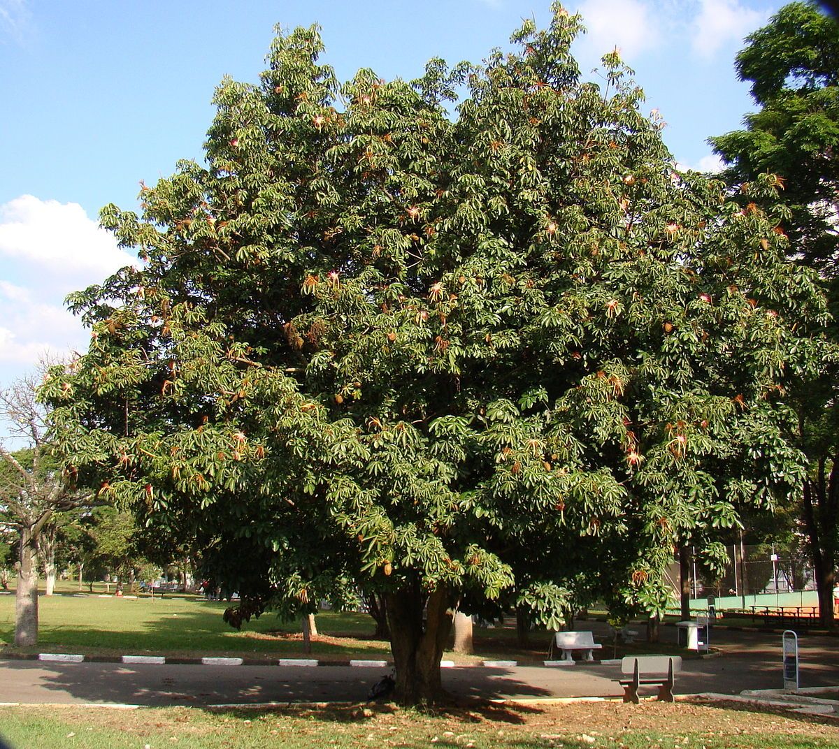 Pohon handeuleum dan khasiatnya