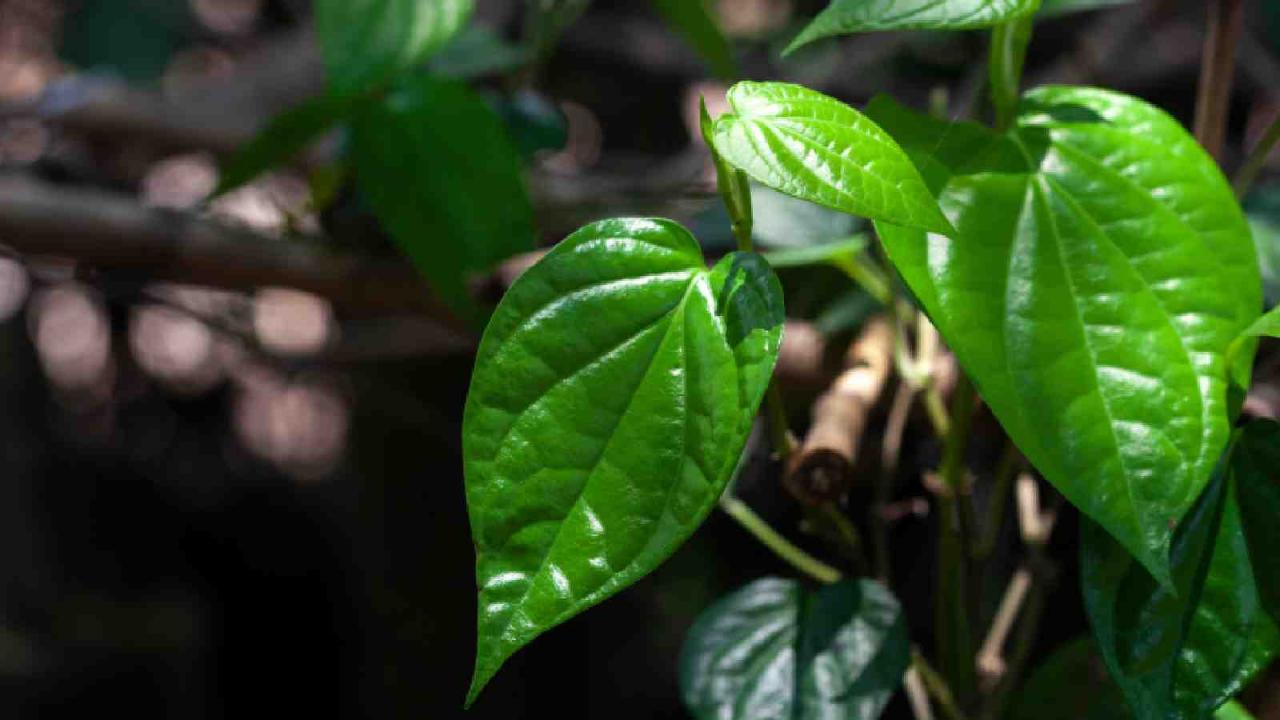 Betel leaf benefits health effects side lybrate