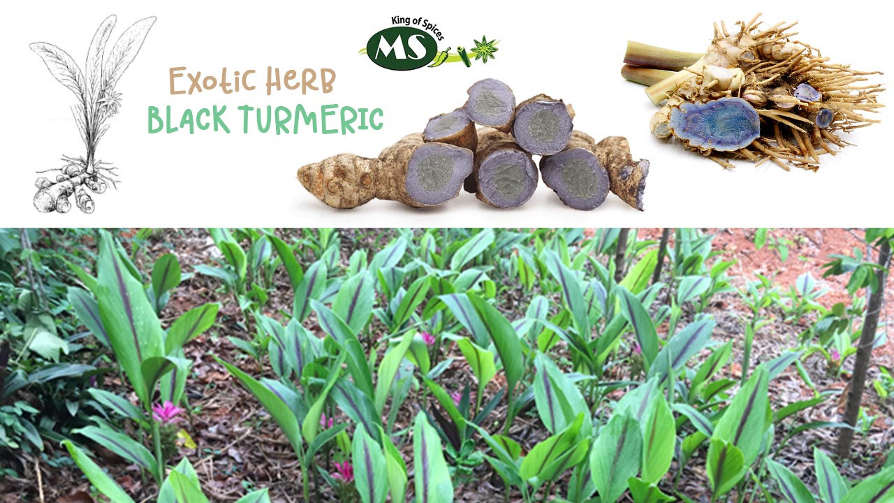 Curcumin benefits turmeric proven ecosh scientifically