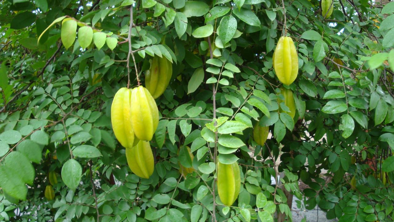 Carambola averrhoa davesgarden daun belimbing resep kanker herbal terlambat serviks jangan obat ramuan kula starfruit starr hawaii nursery forest buah