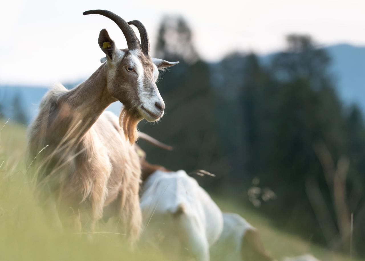 Goats raising tips keeping successfully health help slideshare