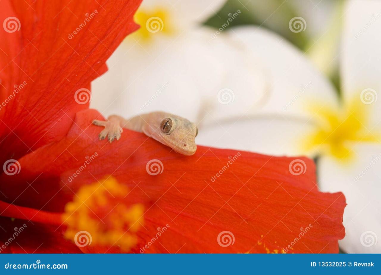 Begonia gecko