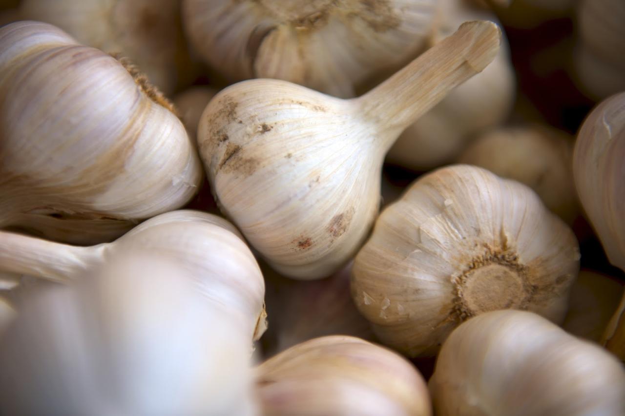 Garlic benefits health does treat contain digestive protect problem