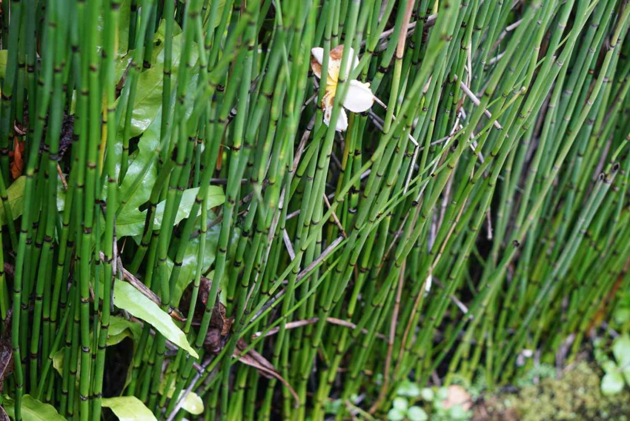 Horsetail plant equisetum arvense herbs herbal treatment pteridophytes hemorrhoids prehistoric horsetails knotweed herb plants benefits warrior cats medicine used flora