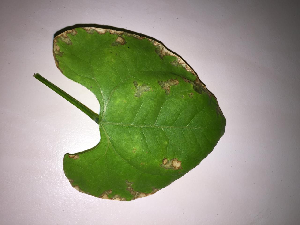 Bentuk daun kacang hijau