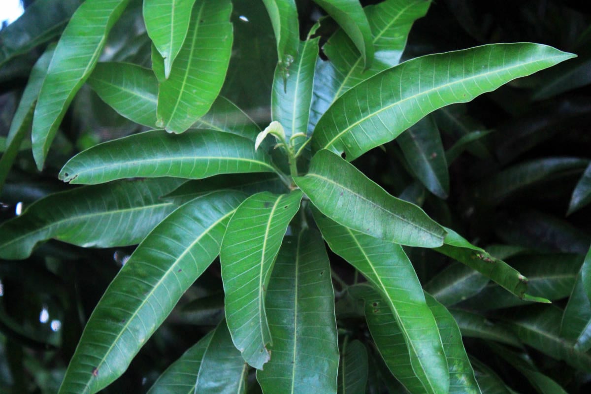 Manfaat daun mangga muda
