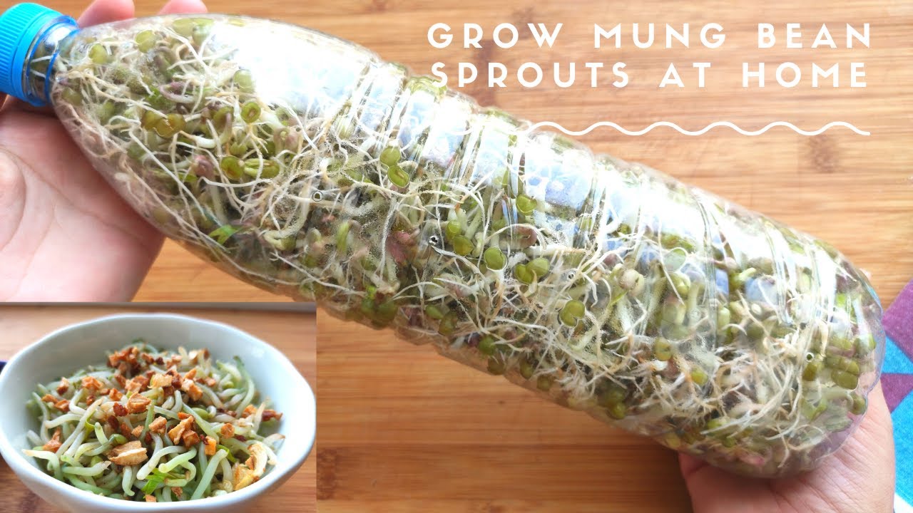 Mung sprout