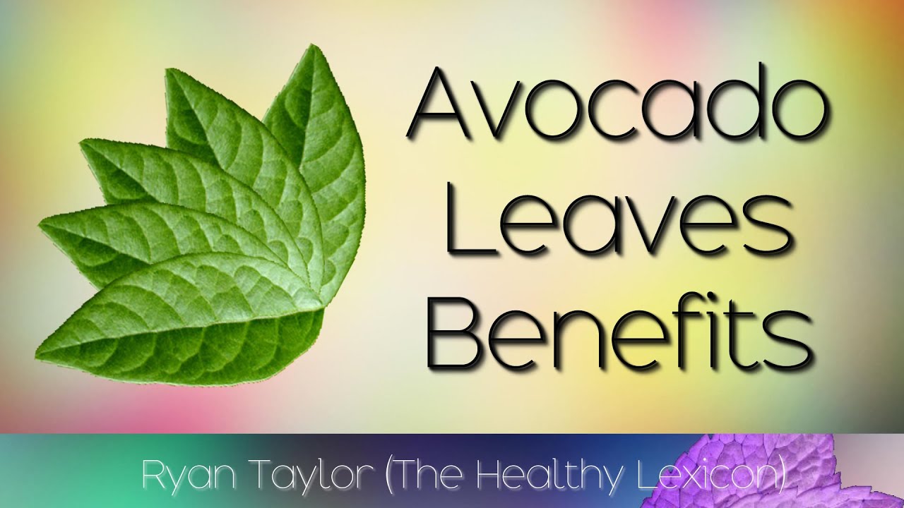 Avocado benefits