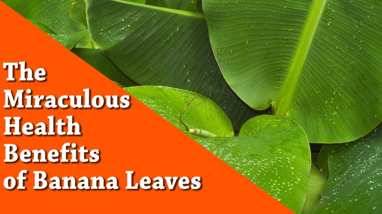Manfaat daun pisang untuk kecantikan