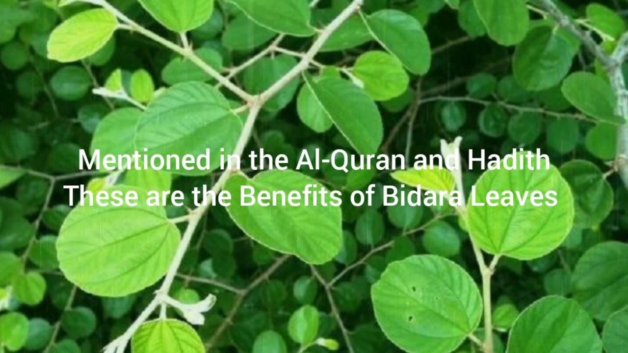 Khasiat daun bidara dalam islam