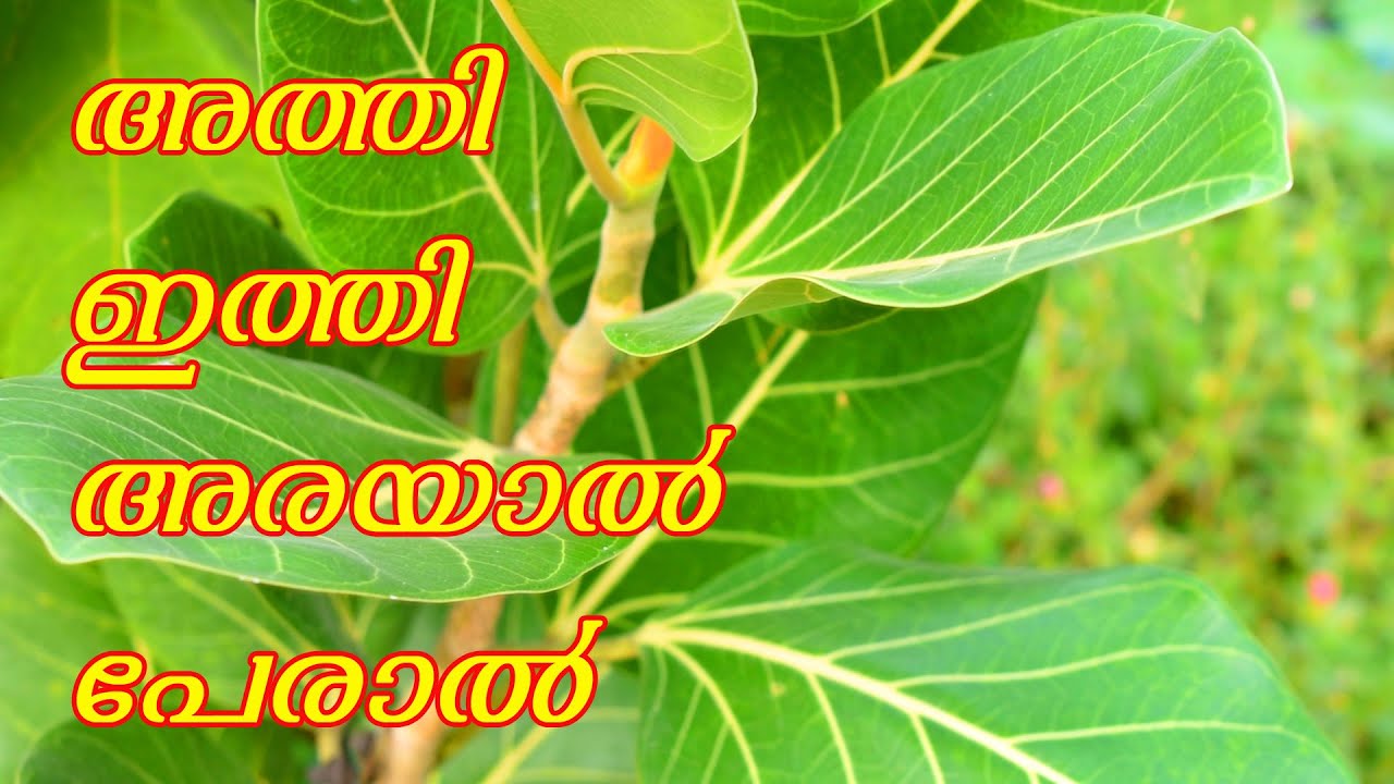 Banyan fruit mentioned ayurveda medicines diseases