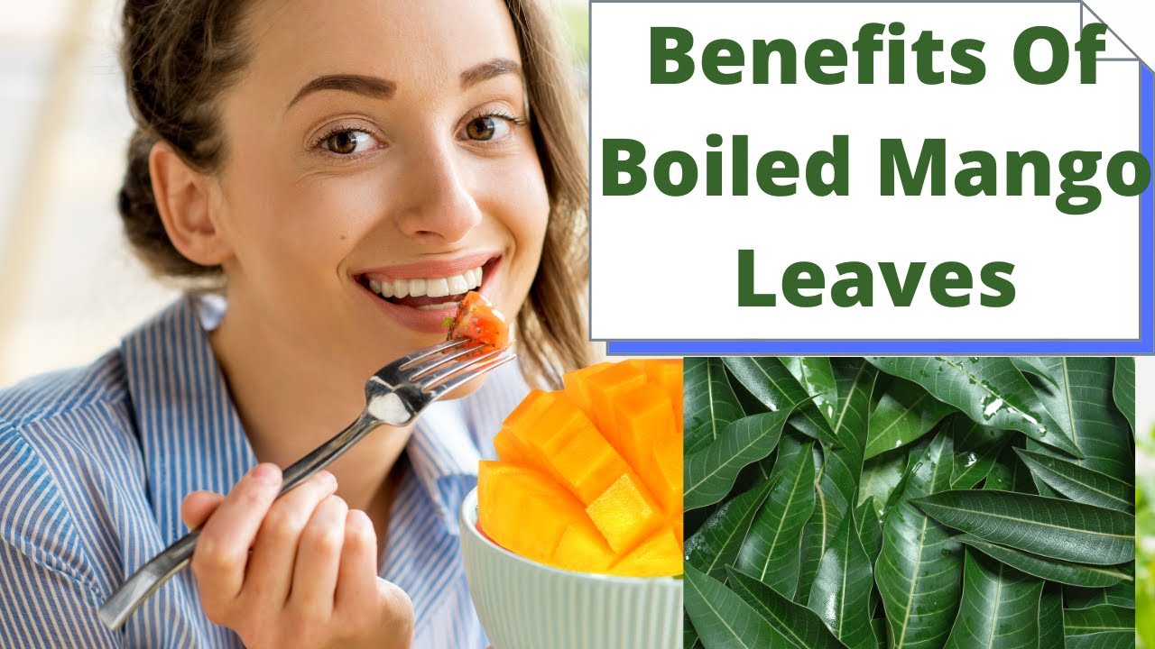 Leaves mango benefits boil health