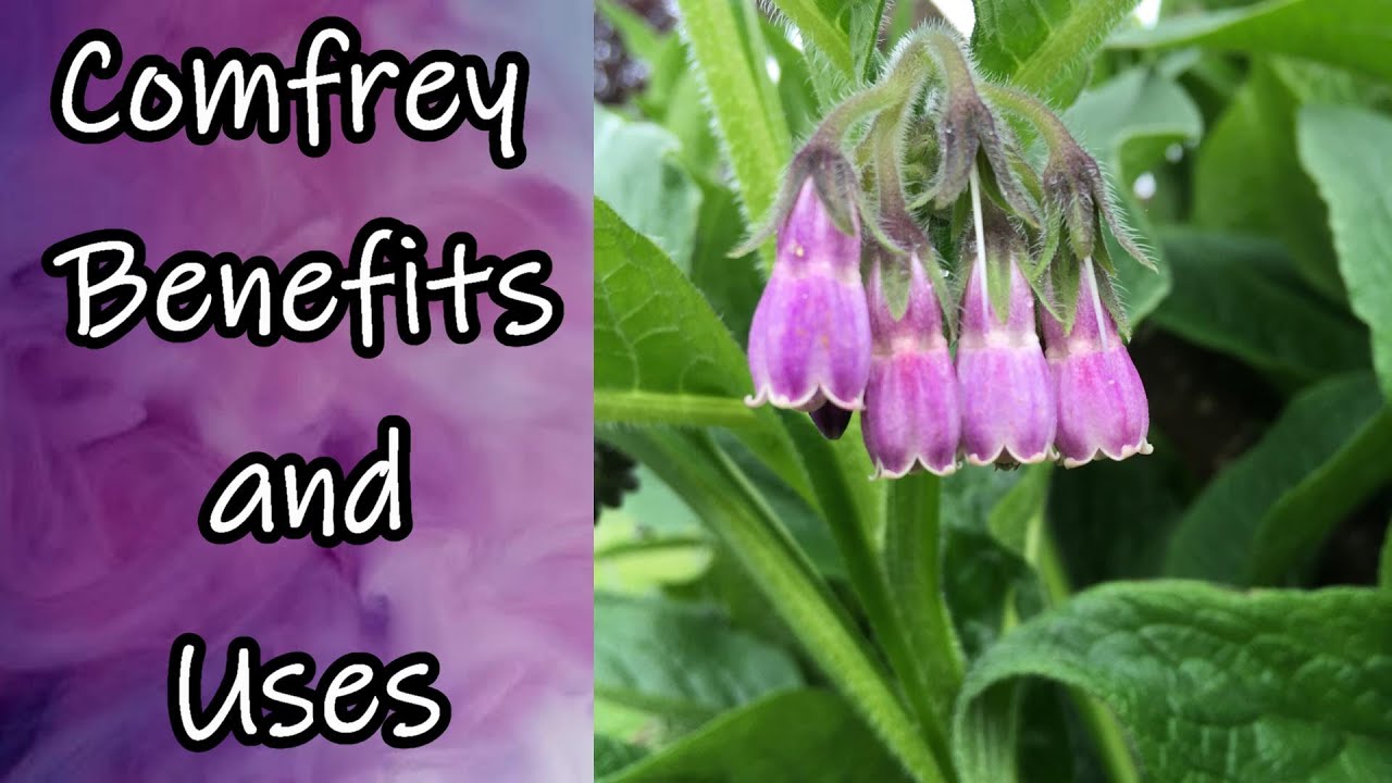 Comfrey foraging feasting symphytum plants controversial officinale falconi dina cookbook herbs identify medicinal edibles consolida foglie stelo colorata incisione bouchard