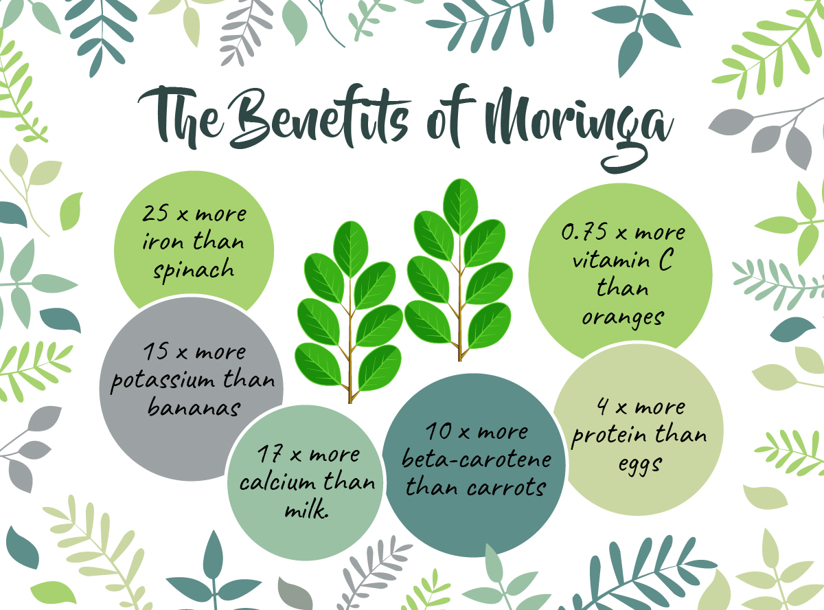 Moringa weight loss benefits foodhow use skin
