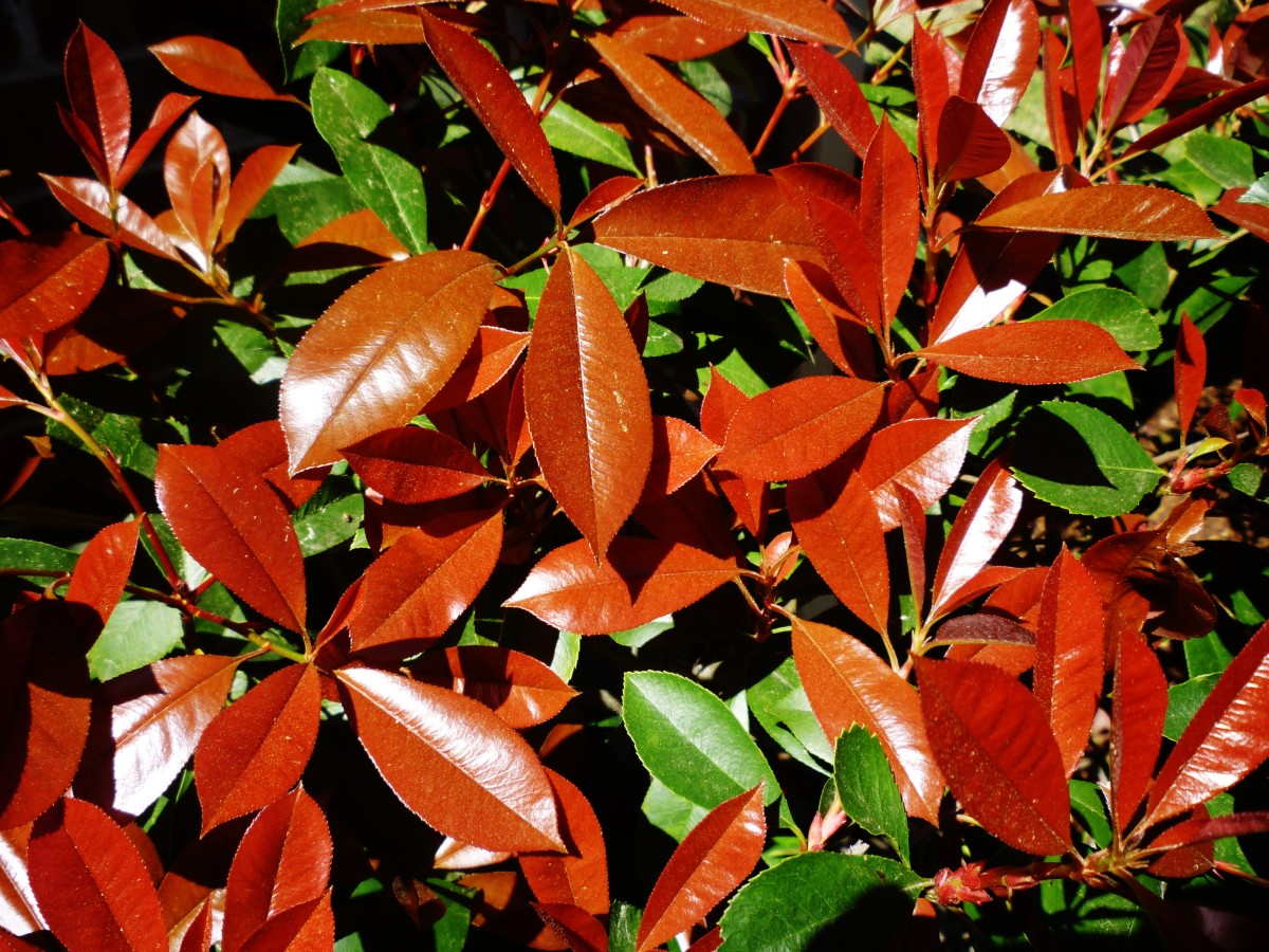 Manfaat daun pucuk merah