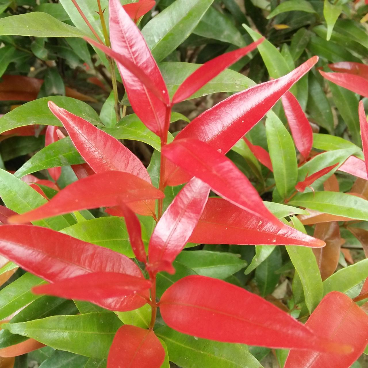Khasiat daun pucuk merah