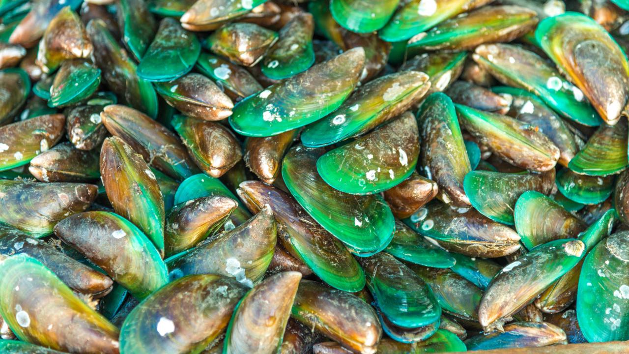 Mussels mussel green ocean lipped zealand sea omega ropes sound benefits