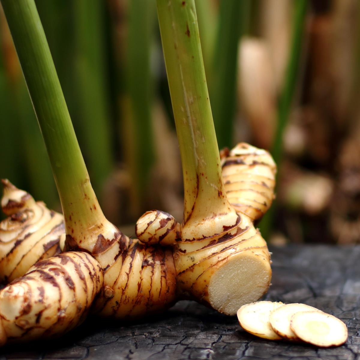 Galangal benefits health food substitute natural nutrition comments spiceography