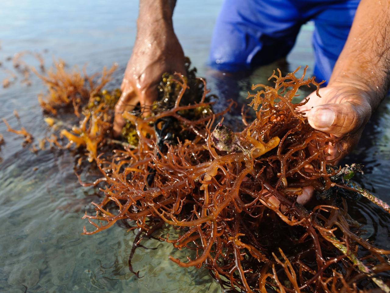 Seaweed algae seaweeds species sheideas africageographic