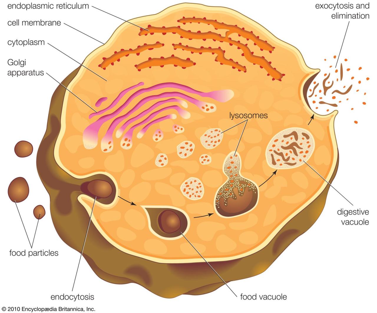 Lisosom sel hewan