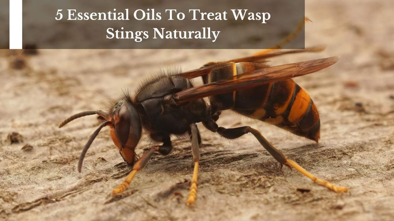 Apa manfaat minyak tawon