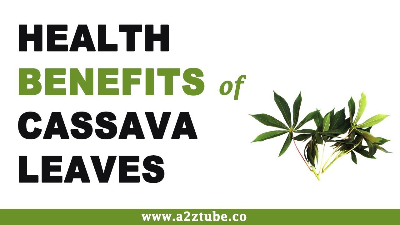 Cassava leaf leaves benefits plant healthbenefitstimes