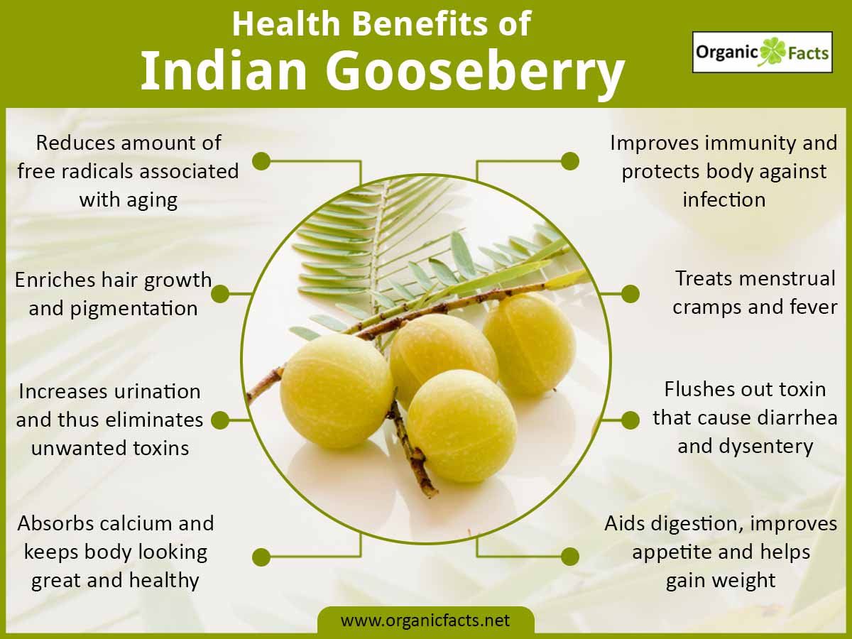 Gooseberry gooseberries cape berries benefits health indian fruit food marvelous berry orange rasbhari their ndtv goldenberry wonder india plant miss
