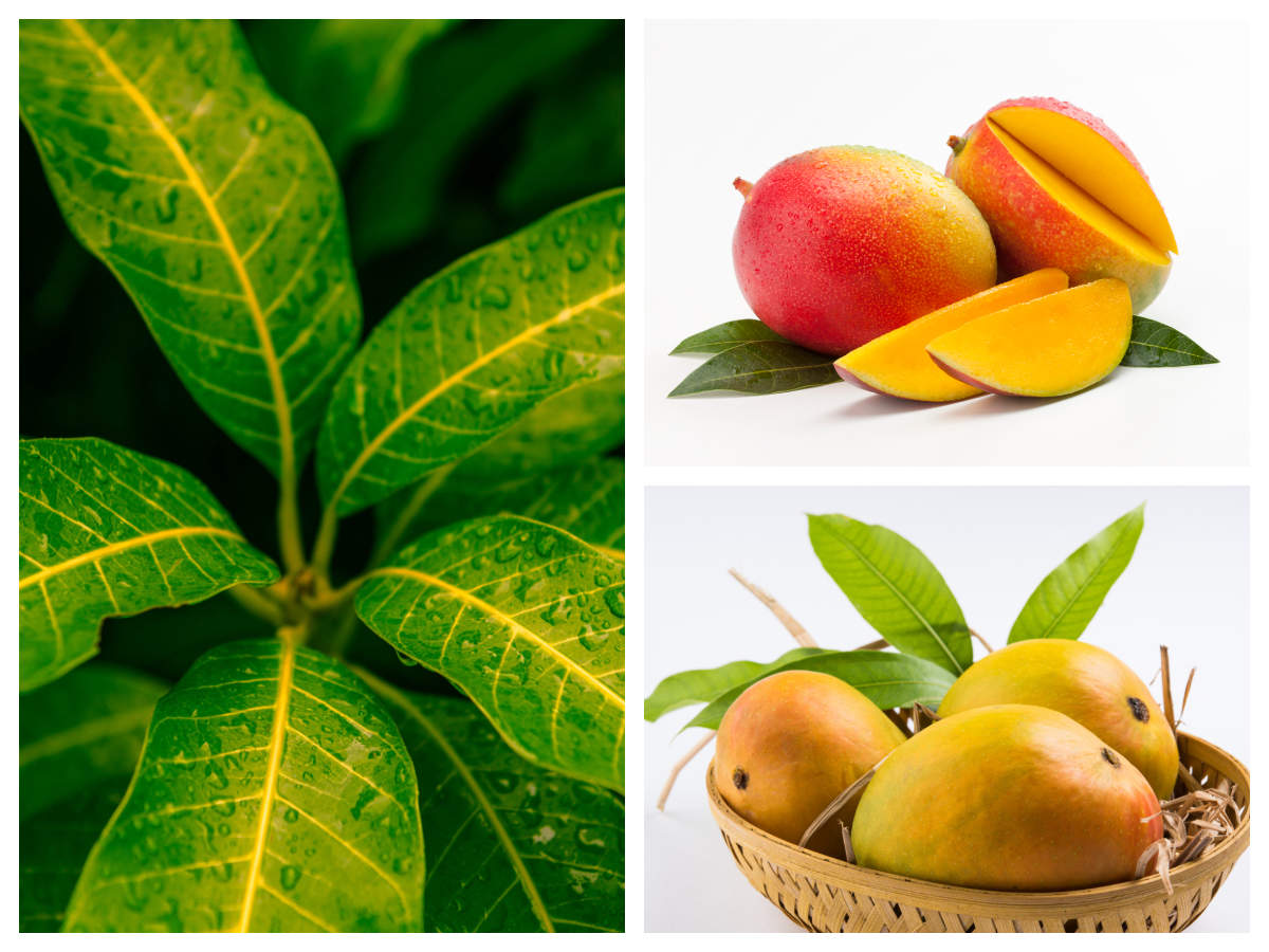 Mango mangga menanam cepat agar cangkokan berbuah combats protect medicinal familiar grows tanaman asthma