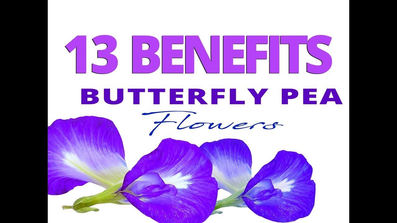 Pea butterfly facts clitoria ternatea benefits quick