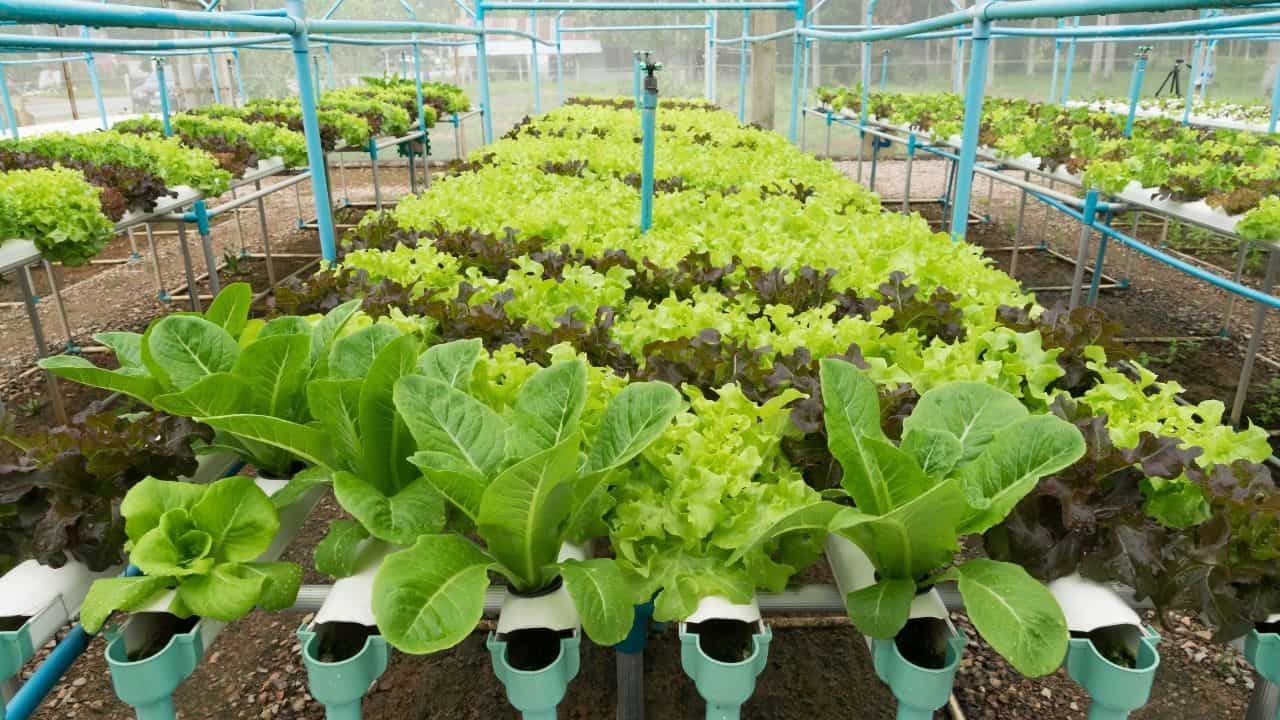 Hydroponic cannabis hydroponics marijuana coltivazione idroponica dwc idroponico flora weed grow vegetative trio canapa caratteristiche vantaggi method nft nutrient