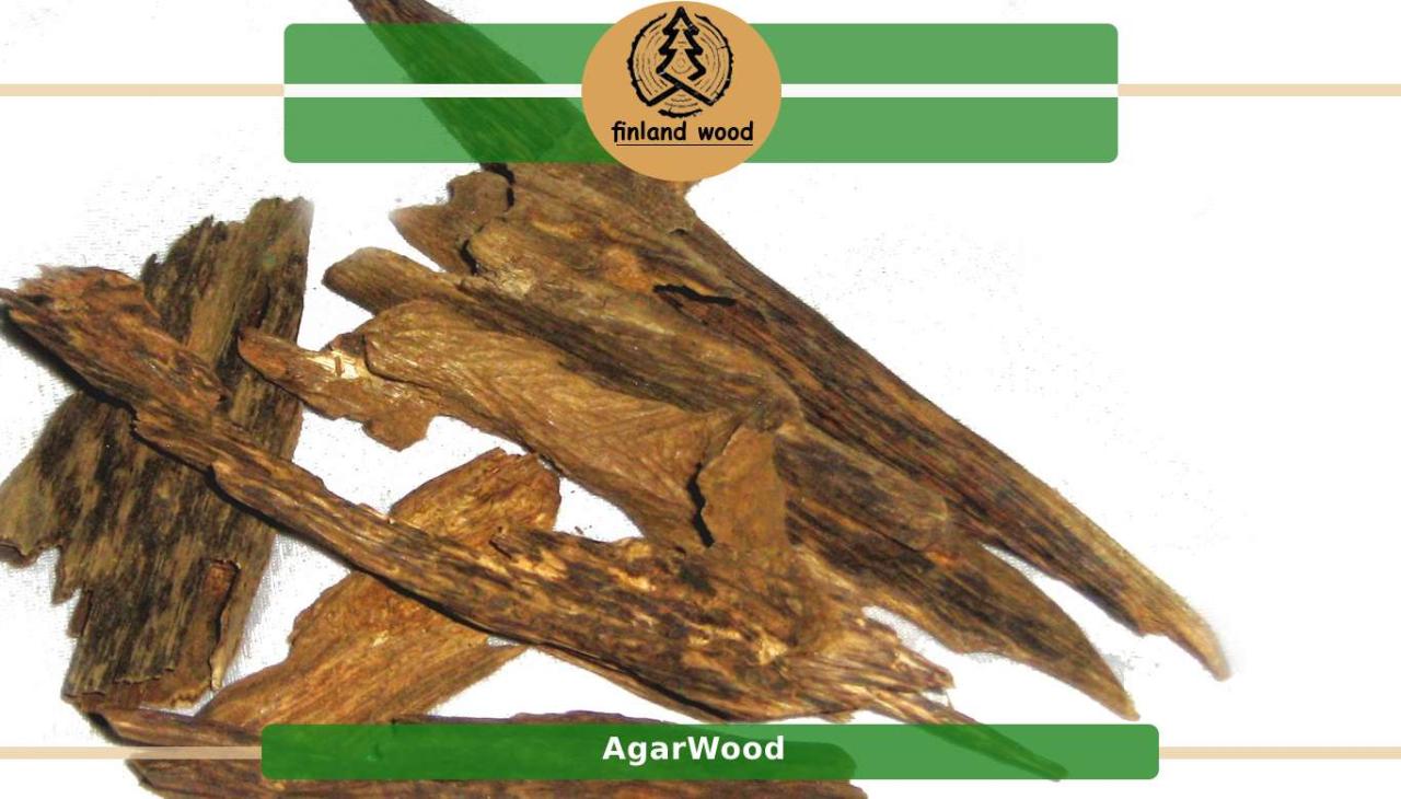 Agarwood oud wood benefits uses should know