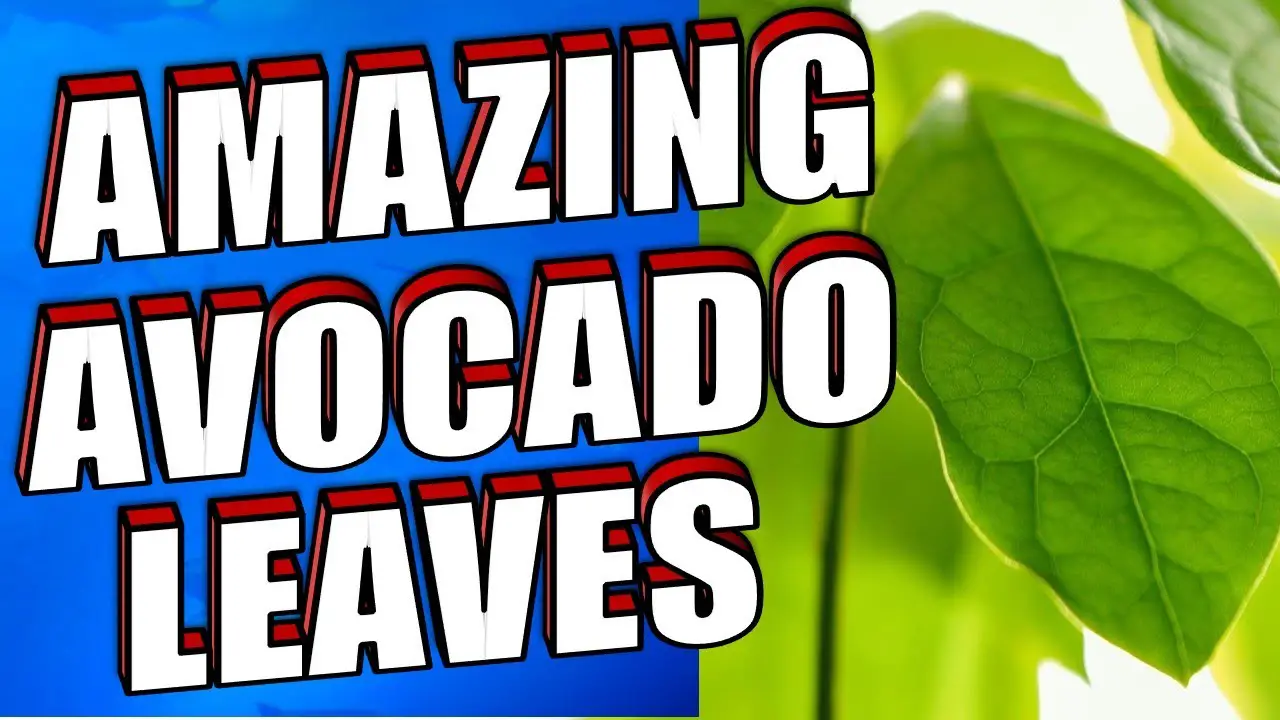 Avocado leaves benefits young