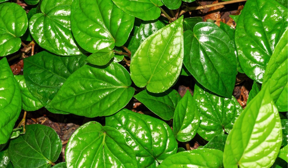 Manfaat daun sirih cina untuk jerawat