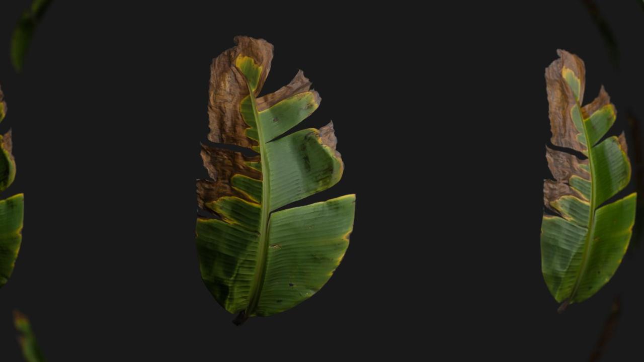 Banana leaf texture resolution high