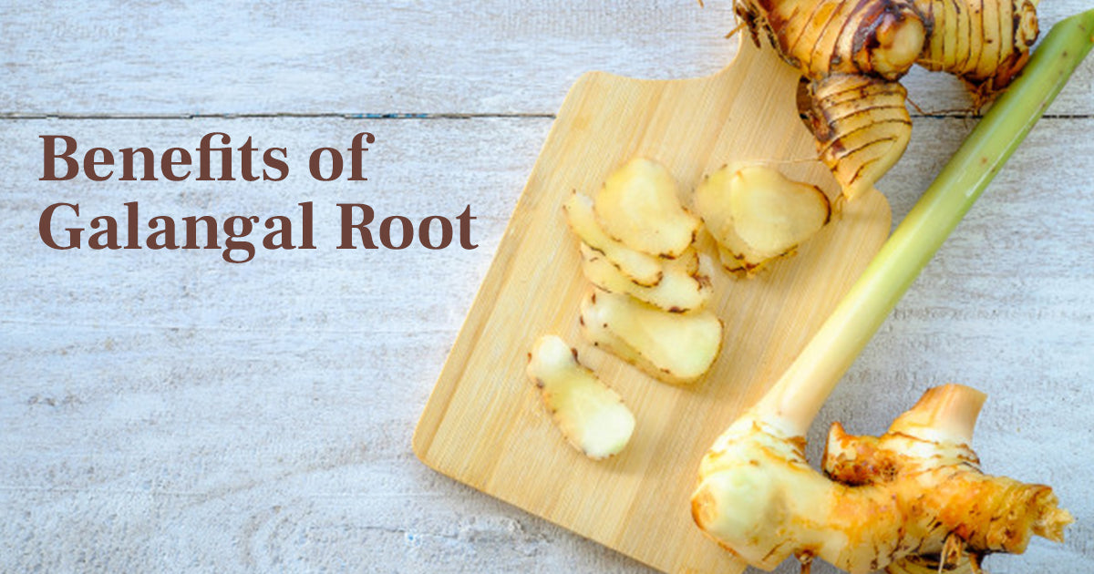 Galangal essential oil benefits facts health name quick healthbenefitstimes